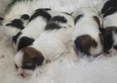 shih tzu Cachorro