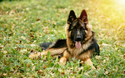 10 curious facts about the German Shepherd