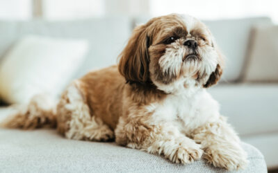 This is the shih tzu, an ancient canine breed, with an arrogant attitude and brachycephaly