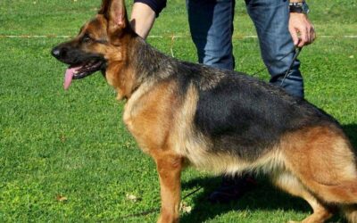 Utrera once again becomes the capital of the German shepherd dog